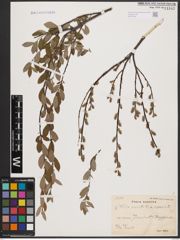 Foto von Salix aurita L. x Salix repens L.